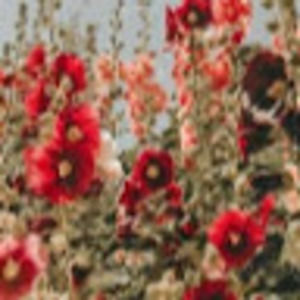 Meet your Posher, Dylan